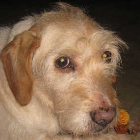Oscar 4
