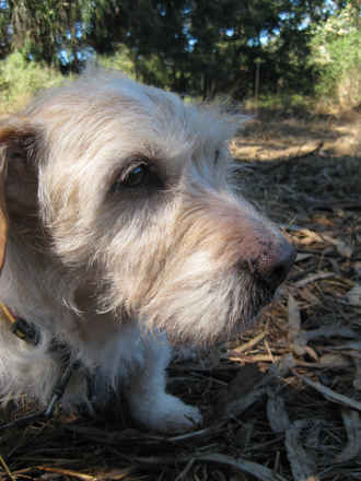 Oscar 4