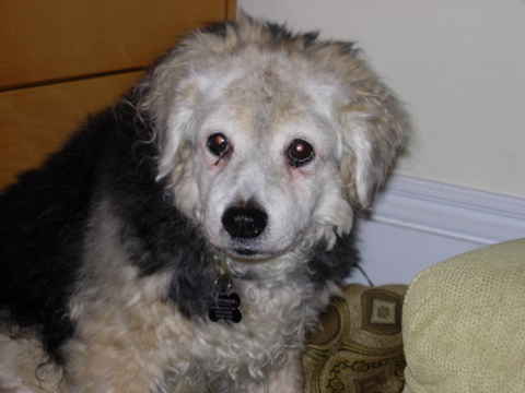 Lassie Bear