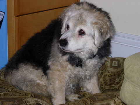 Lassie Bear