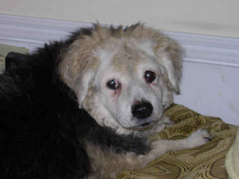 Lassie Bear
