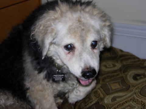 Lassie Bear