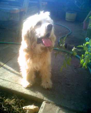 Dagwood