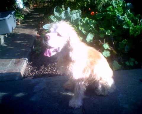 Dagwood
