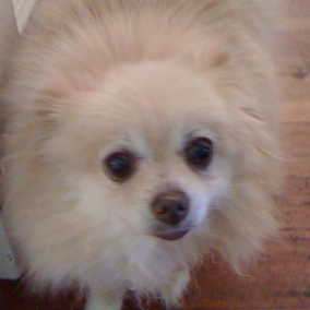 Gretel