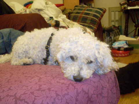Sparky 2