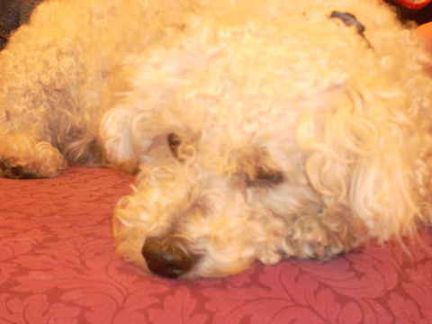 Sparky 2