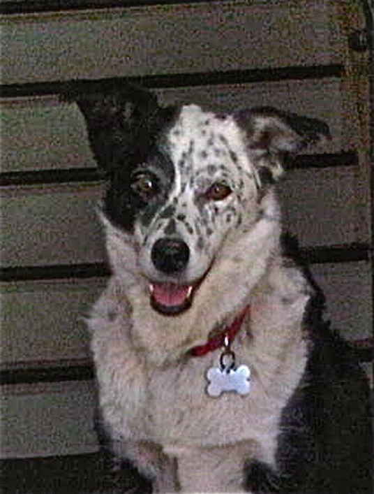 Mojo