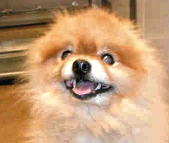 Teddy 2