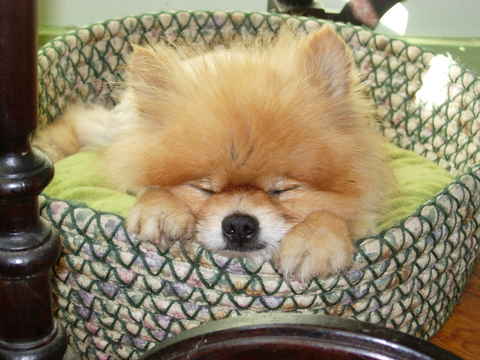 Teddy 2