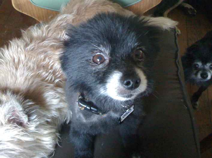 Oso