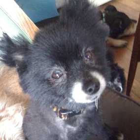 Oso