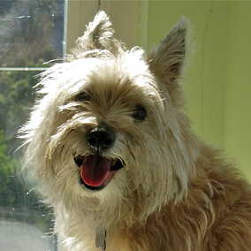 Wyatt 3