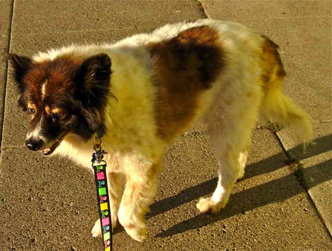 Bessie 2