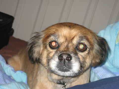 Brinnie