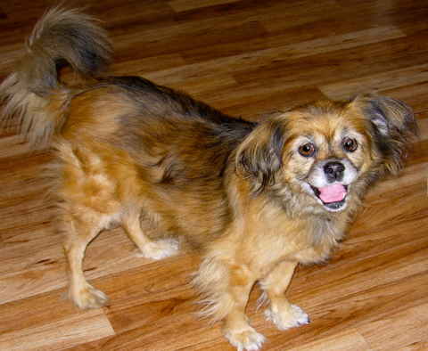 Brinnie