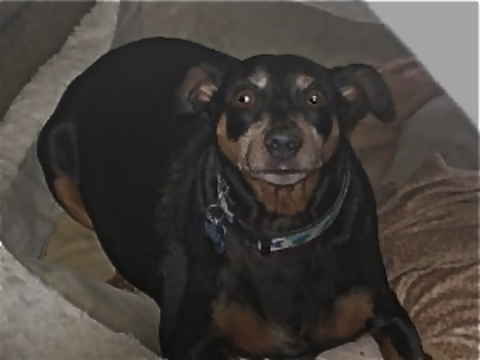 Maya 3