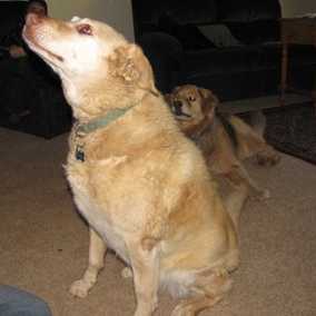 Charlie Girl