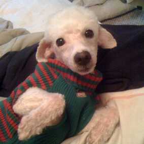 Lambie 2