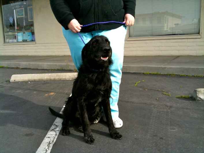 Shiloh 2