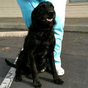 Shiloh 2