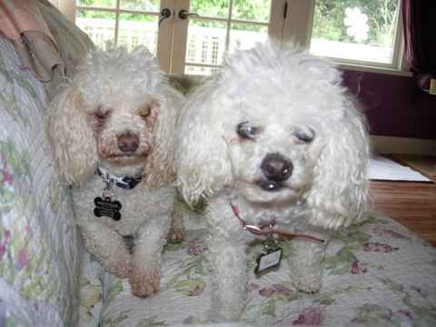 Suzi & Peanut