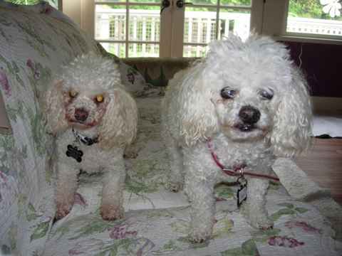 Suzi & Peanut