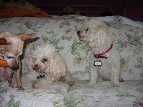 Suzi & Peanut