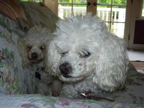 Suzi & Peanut