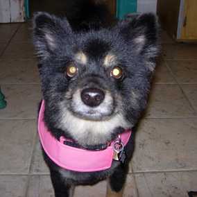 Bruno 2