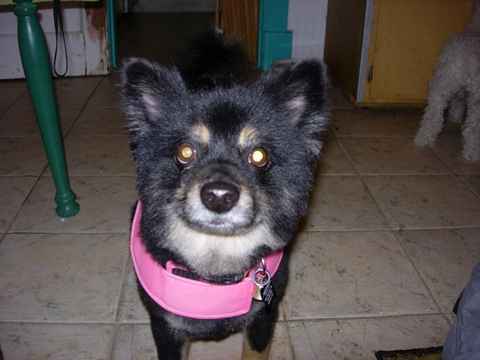 Bruno 2
