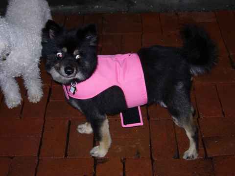 Bruno 2