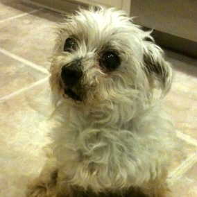 Dobby