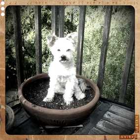 Lily