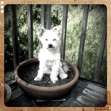 Lily