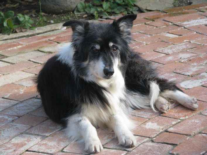 Gracie 5