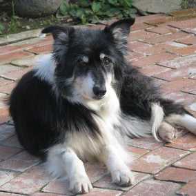 Gracie 5