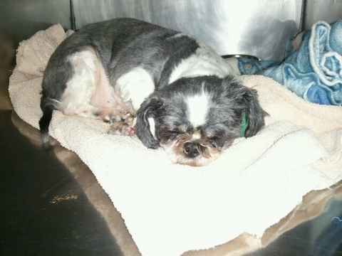 Sammy 3
