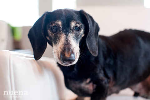 Frankie 3