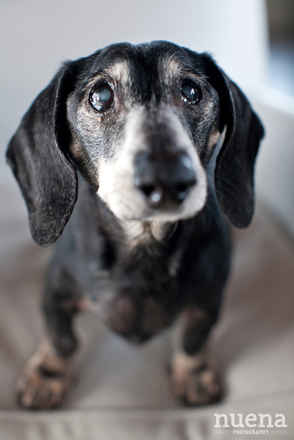 Frankie 3