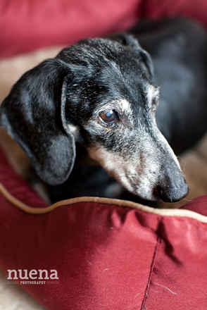 Frankie 3