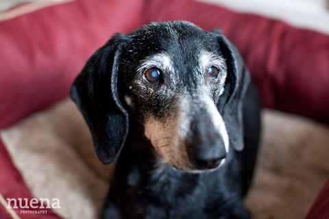 Frankie 3