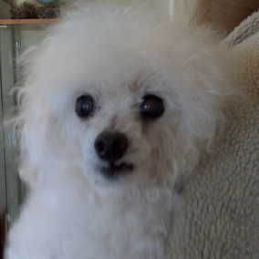 Bambam
