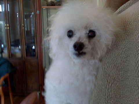Bambam