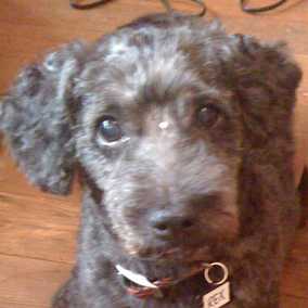 Rex