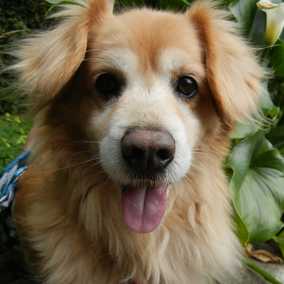 Roscoe 3