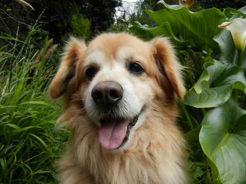 Roscoe 3