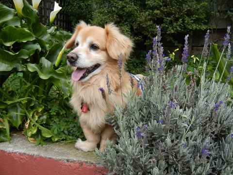 Roscoe 3