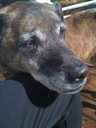 Annie 6