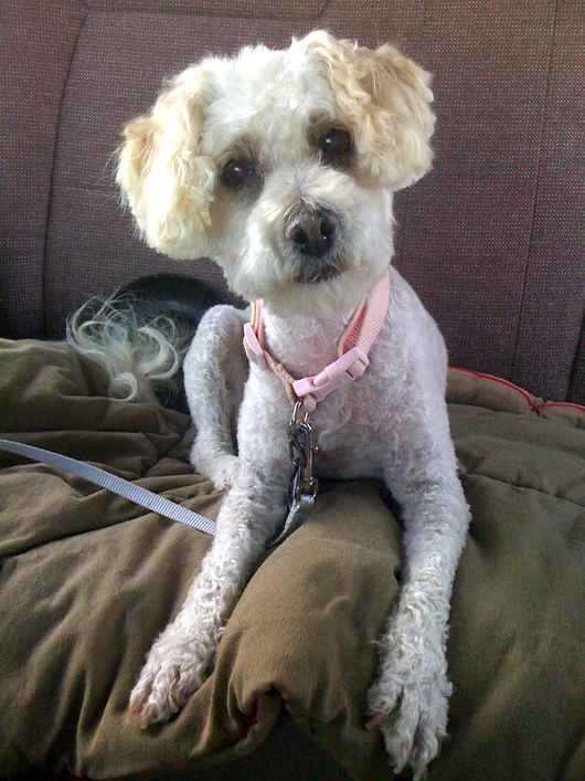 Fifi